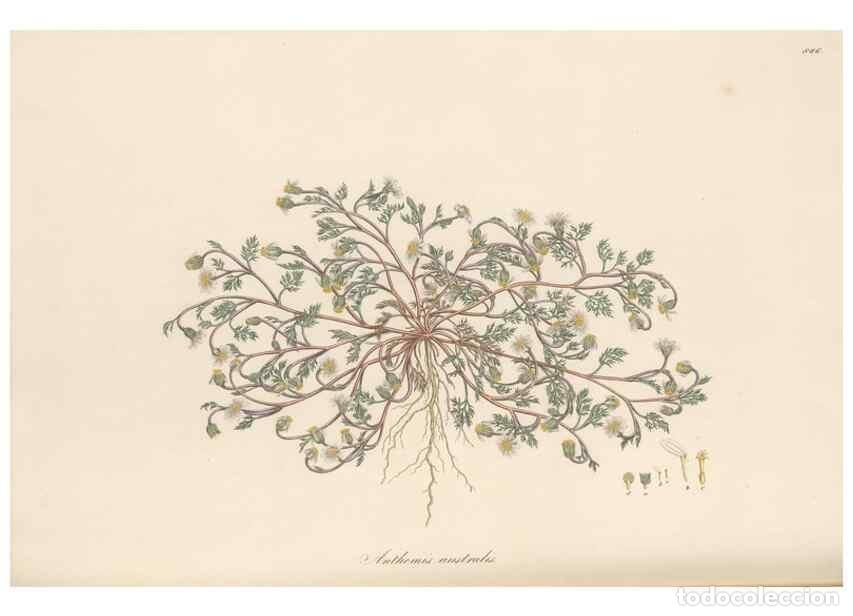 Collezionismo di Riviste e Giornali: Reproducci&oacute;n/Reproduction 49579412538: Flora Graeca, sive, Plantarum rariorum historia, quas in prov