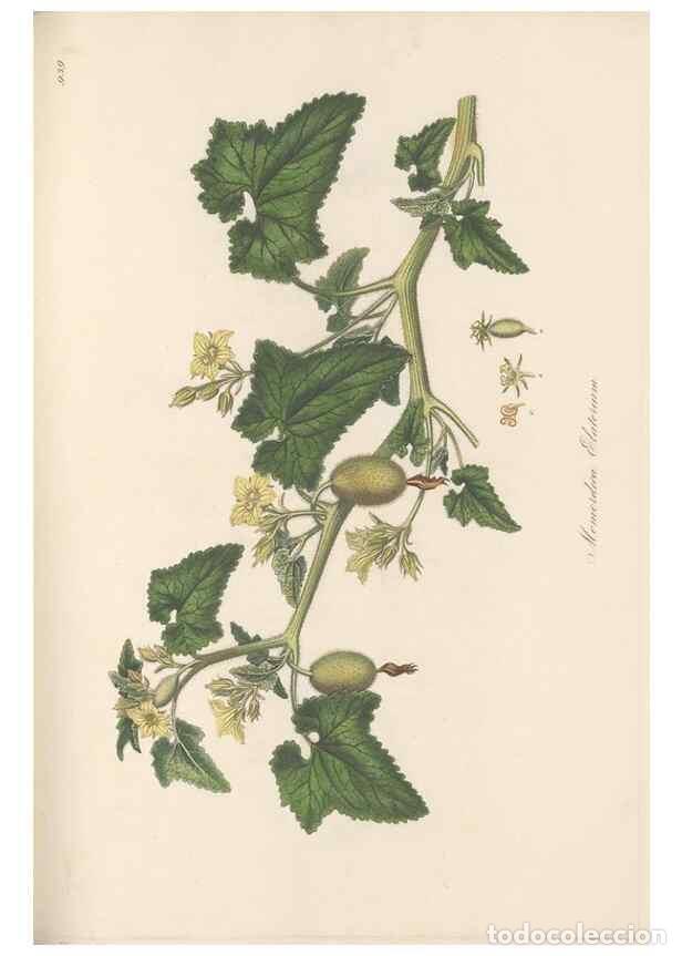 Collezionismo di Riviste e Giornali: Reproducci&oacute;n/Reproduction 49579597968: Flora Graeca, sive, Plantarum rariorum historia, quas in prov