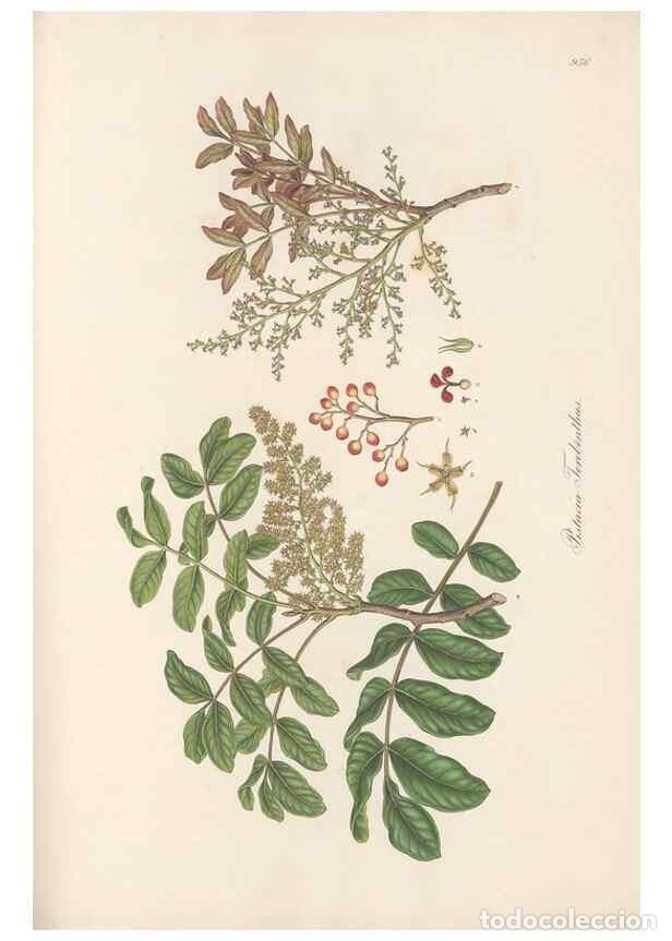 Collezionismo di Riviste e Giornali: Reproducci&oacute;n/Reproduction 49580103501: Flora Graeca, sive, Plantarum rariorum historia, quas in prov