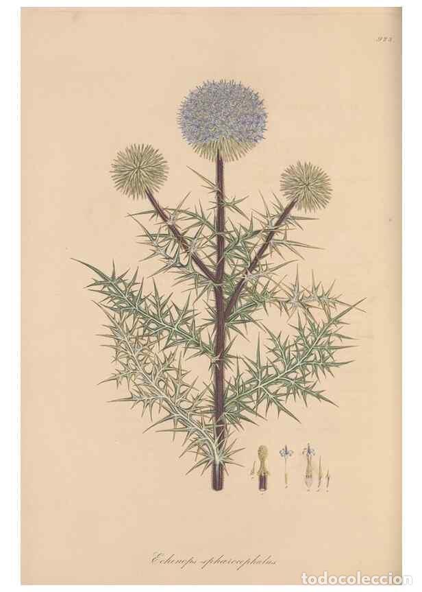 Collezionismo di Riviste e Giornali: Reproducci&oacute;n/Reproduction 49580319957: Flora Graeca, sive, Plantarum rariorum historia, quas in prov