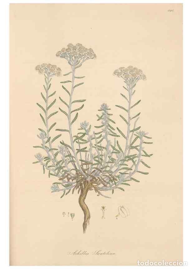 Collezionismo di Riviste e Giornali: Reproducci&oacute;n/Reproduction 49579414183: Flora Graeca, sive, Plantarum rariorum historia, quas in prov