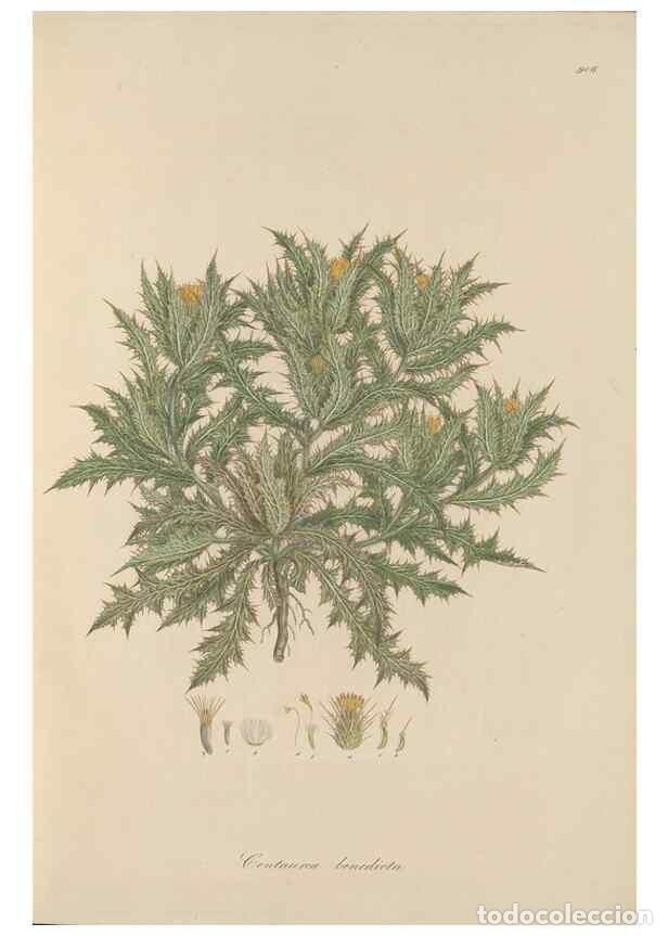 Collezionismo di Riviste e Giornali: Reproducci&oacute;n/Reproduction 49580087131: Flora Graeca, sive, Plantarum rariorum historia, quas in prov