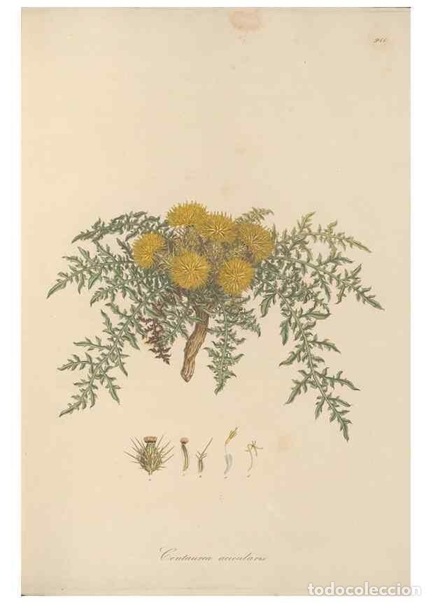 Collezionismo di Riviste e Giornali: Reproducci&oacute;n/Reproduction 49579588333: Flora Graeca, sive, Plantarum rariorum historia, quas in prov