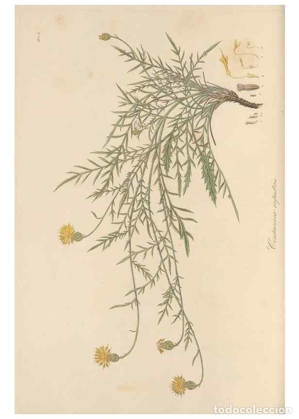 Collezionismo di Riviste e Giornali: Reproducci&oacute;n/Reproduction 49579590143: Flora Graeca, sive, Plantarum rariorum historia, quas in prov