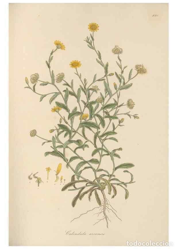 Collezionismo di Riviste e Giornali: Reproducci&oacute;n/Reproduction 49580318932: Flora Graeca, sive, Plantarum rariorum historia, quas in prov