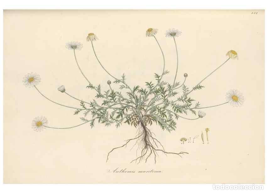 Collezionismo di Riviste e Giornali: Reproducci&oacute;n/Reproduction 49580139377: Flora Graeca, sive, Plantarum rariorum historia, quas in prov