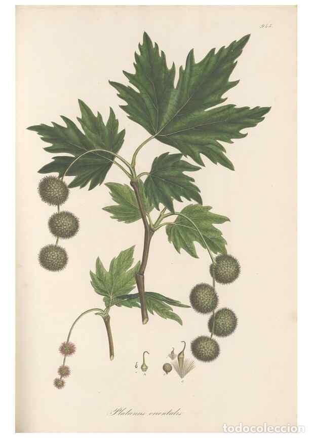 Collezionismo di Riviste e Giornali: Reproducci&oacute;n/Reproduction 49579599873: Flora Graeca, sive, Plantarum rariorum historia, quas in prov