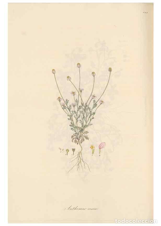 Collezionismo di Riviste e Giornali: Reproducci&oacute;n/Reproduction 49579412893: Flora Graeca, sive, Plantarum rariorum historia, quas in prov