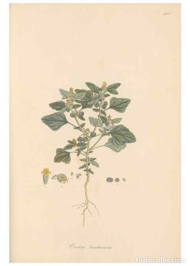 Coleccionismo de Revistas y Peri&oacute;dicos: Reproducci&oacute;n/Reproduction 49580328542: Flora Graeca, sive, Plantarum rariorum historia, quas in prov