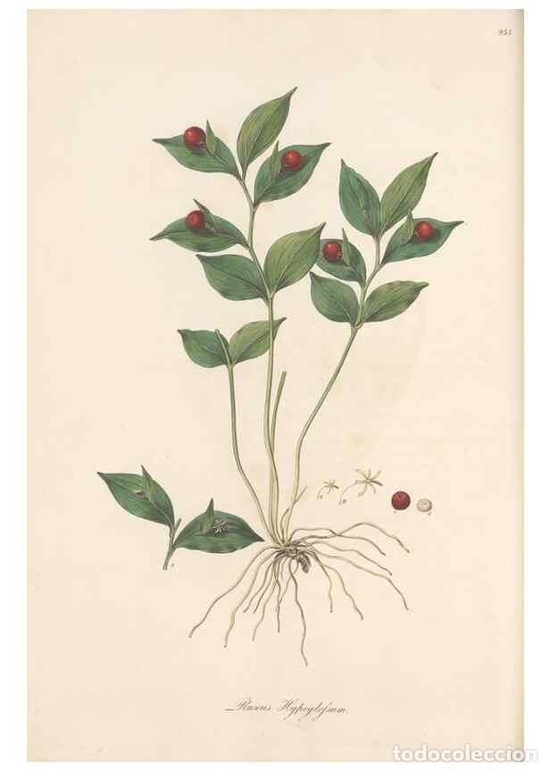 Coleccionismo de Revistas y Peri&oacute;dicos: Reproducci&oacute;n/Reproduction 49580330017: Flora Graeca, sive, Plantarum rariorum historia, quas in prov