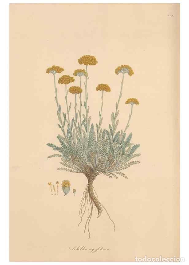 Coleccionismo de Revistas y Peri&oacute;dicos: Reproducci&oacute;n/Reproduction 49579414588: Flora Graeca, sive, Plantarum rariorum historia, quas in prov