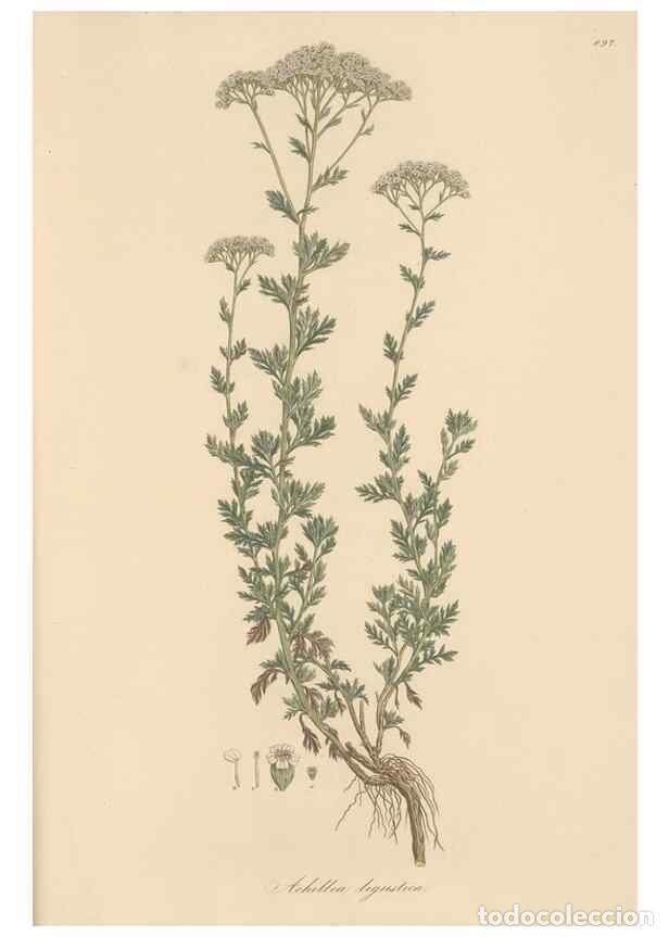 Coleccionismo de Revistas y Peri&oacute;dicos: Reproducci&oacute;n/Reproduction 49579918556: Flora Graeca, sive, Plantarum rariorum historia, quas in prov