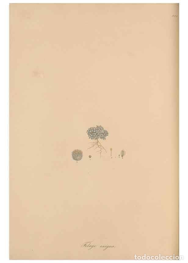 Coleccionismo de Revistas y Peri&oacute;dicos: Reproducci&oacute;n/Reproduction 49580319282: Flora Graeca, sive, Plantarum rariorum historia, quas in prov