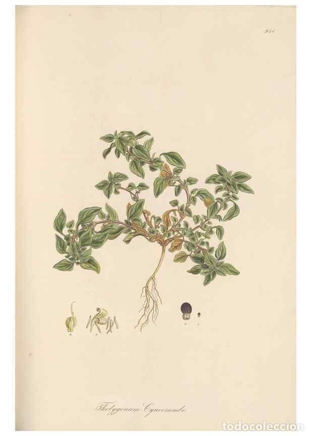 Coleccionismo de Revistas y Peri&oacute;dicos: Reproducci&oacute;n/Reproduction 49579598613: Flora Graeca, sive, Plantarum rariorum historia, quas in prov