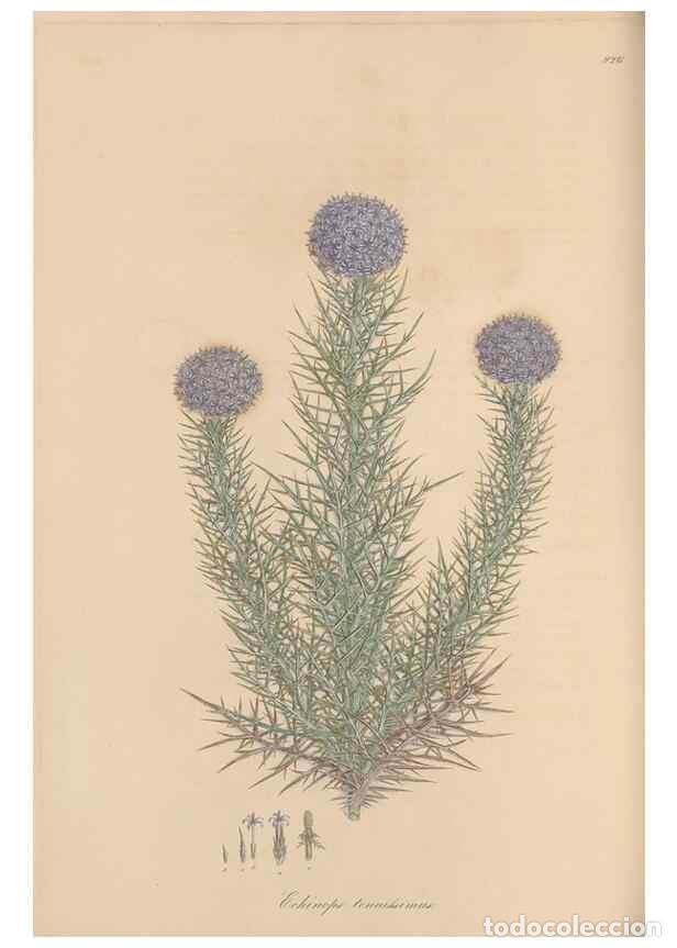 Coleccionismo de Revistas y Peri&oacute;dicos: Reproducci&oacute;n/Reproduction 49580094131: Flora Graeca, sive, Plantarum rariorum historia, quas in prov