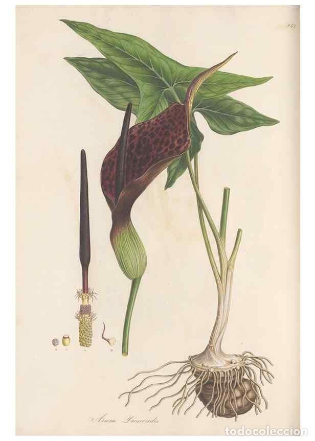 Coleccionismo de Revistas y Peri&oacute;dicos: Reproducci&oacute;n/Reproduction 49580100551: Flora Graeca, sive, Plantarum rariorum historia, quas in prov