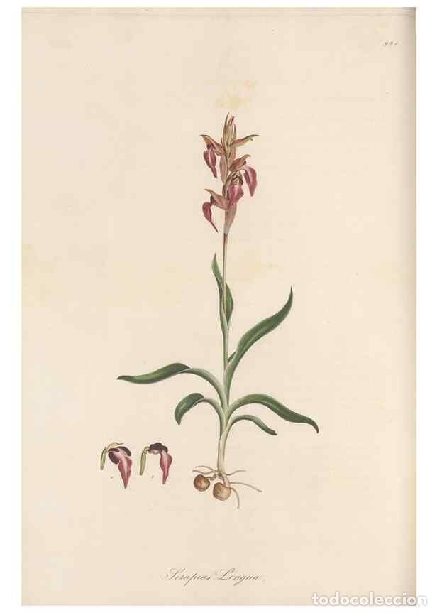 Coleccionismo de Revistas y Peri&oacute;dicos: Reproducci&oacute;n/Reproduction 49580322482: Flora Graeca, sive, Plantarum rariorum historia, quas in prov