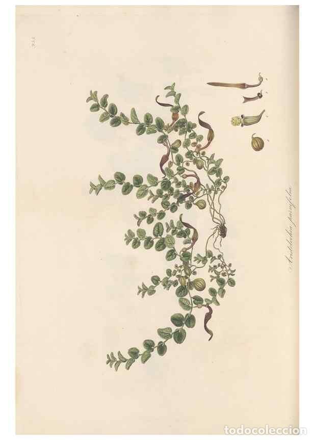 Coleccionismo de Revistas y Peri&oacute;dicos: Reproducci&oacute;n/Reproduction 49580324102: Flora Graeca, sive, Plantarum rariorum historia, quas in prov