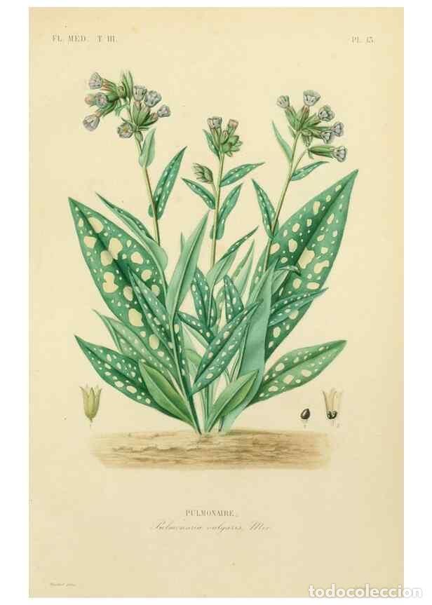 Coleccionismo de Revistas y Peri&oacute;dicos: Reproducci&oacute;n/Reproduction 49583676982: Le R&egrave;gne v&eacute;g&eacute;tal;. Paris,L. Gu&eacute;rin,1870-72.. - R&eacute;veil, O.