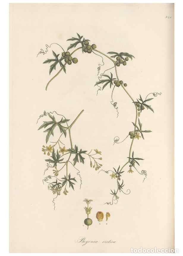 Coleccionismo de Revistas y Peri&oacute;dicos: Reproducci&oacute;n/Reproduction 49580098646: Flora Graeca, sive, Plantarum rariorum historia, quas in prov