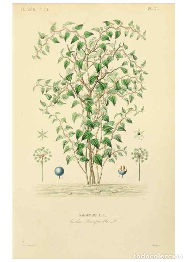 Coleccionismo de Revistas y Peri&oacute;dicos: Reproducci&oacute;n/Reproduction 49583443401: Le R&egrave;gne v&eacute;g&eacute;tal;. Paris,L. Gu&eacute;rin,1870-72.. - R&eacute;veil, O.