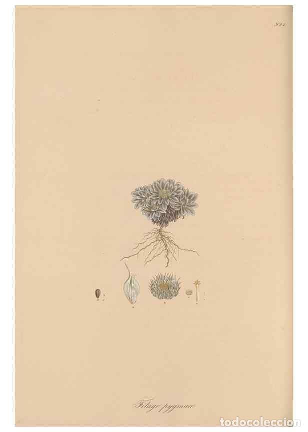 Collezionismo di Riviste e Giornali: Reproducci&oacute;n/Reproduction 49580092636: Flora Graeca, sive, Plantarum rariorum historia, quas in prov