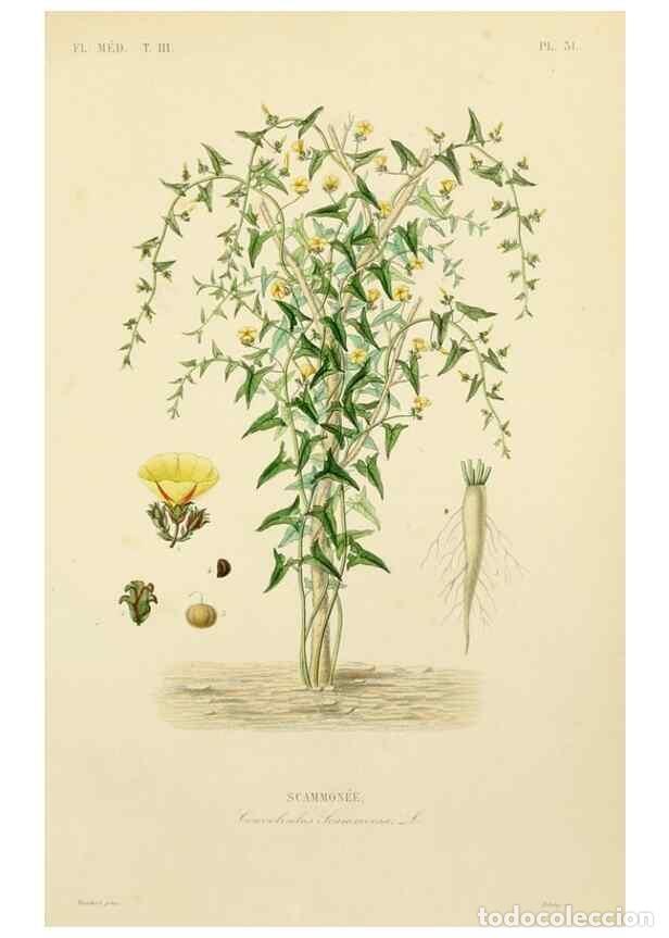 Collezionismo di Riviste e Giornali: Reproducci&oacute;n/Reproduction 49583444996: Le R&egrave;gne v&eacute;g&eacute;tal;. Paris,L. Gu&eacute;rin,1870-72.. - R&eacute;veil, O.