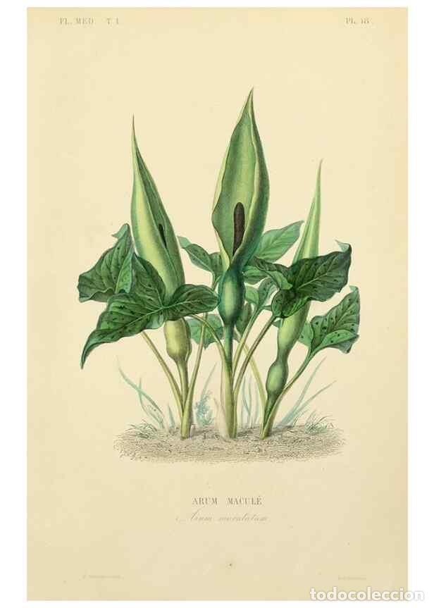 Collezionismo di Riviste e Giornali: Reproducci&oacute;n/Reproduction 49583515151: Le R&egrave;gne v&eacute;g&eacute;tal;. Paris,L. Gu&eacute;rin,1870-72.. - R&eacute;veil, O.