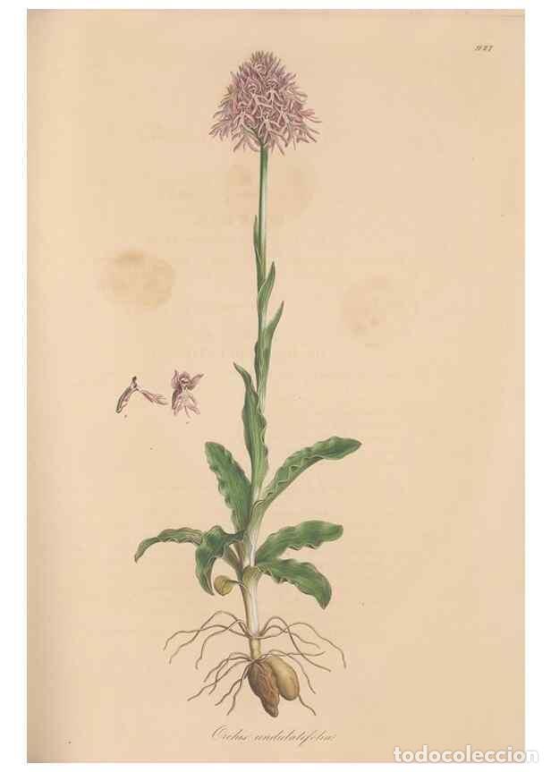 Collezionismo di Riviste e Giornali: Reproducci&oacute;n/Reproduction 49580094436: Flora Graeca, sive, Plantarum rariorum historia, quas in prov