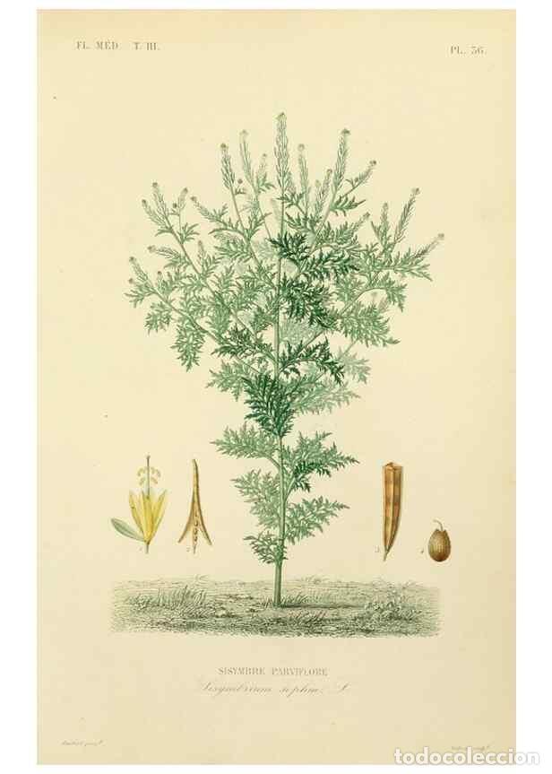 Collezionismo di Riviste e Giornali: Reproducci&oacute;n/Reproduction 49583683562: Le R&egrave;gne v&eacute;g&eacute;tal;. Paris,L. Gu&eacute;rin,1870-72.. - R&eacute;veil, O.