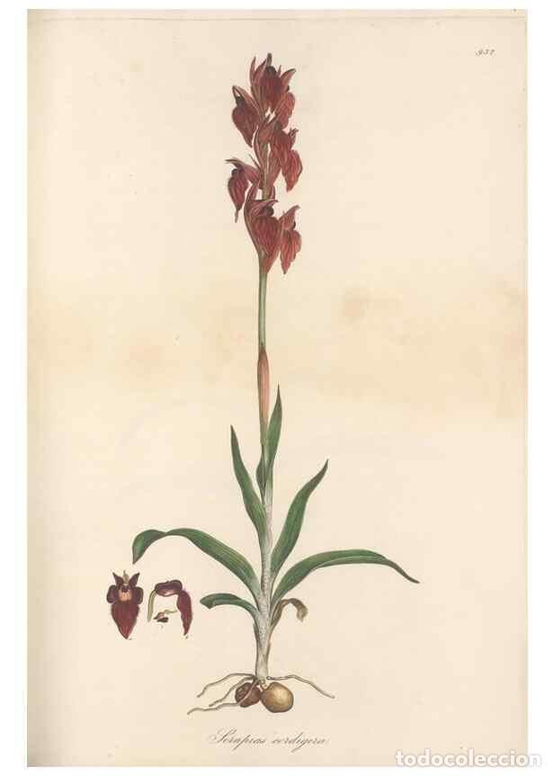 Collezionismo di Riviste e Giornali: Reproducci&oacute;n/Reproduction 49580322817: Flora Graeca, sive, Plantarum rariorum historia, quas in prov