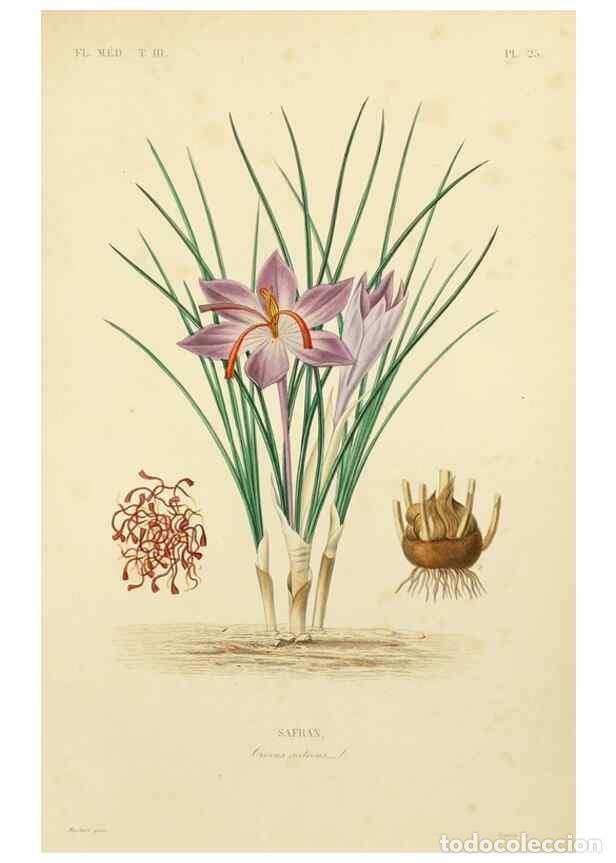 Collezionismo di Riviste e Giornali: Reproducci&oacute;n/Reproduction 49583443116: Le R&egrave;gne v&eacute;g&eacute;tal;. Paris,L. Gu&eacute;rin,1870-72.. - R&eacute;veil, O.