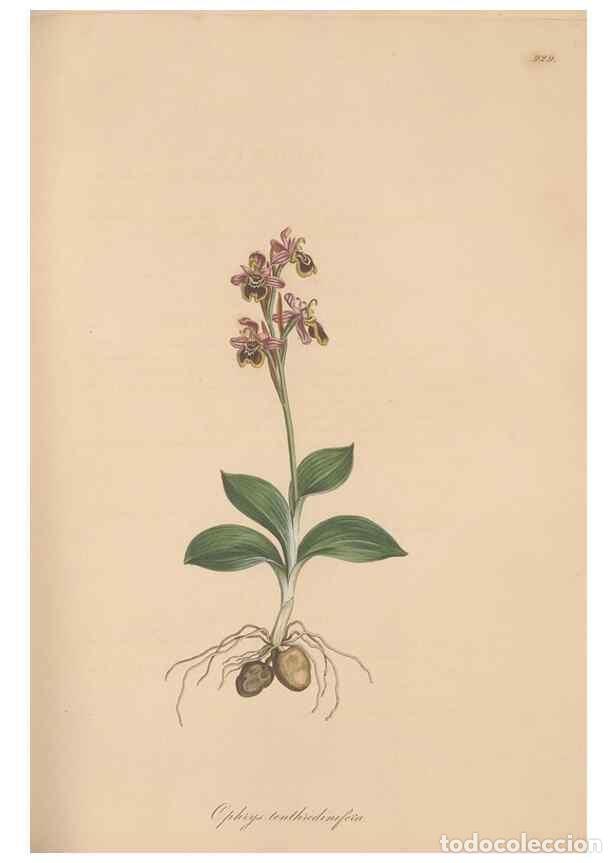 Collezionismo di Riviste e Giornali: Reproducci&oacute;n/Reproduction 49580321857: Flora Graeca, sive, Plantarum rariorum historia, quas in prov