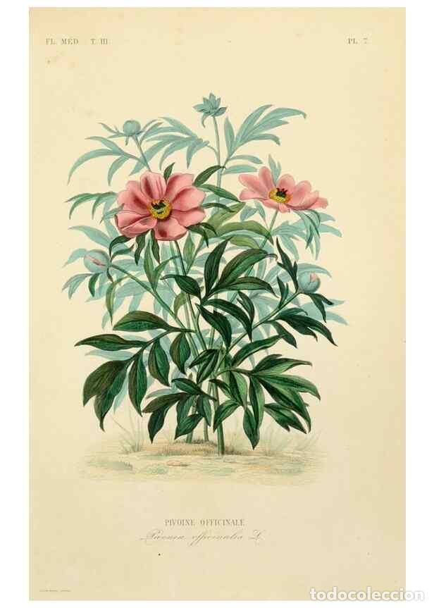 Collezionismo di Riviste e Giornali: Reproducci&oacute;n/Reproduction 49582942713: Le R&egrave;gne v&eacute;g&eacute;tal;. Paris,L. Gu&eacute;rin,1870-72.. - R&eacute;veil, O.