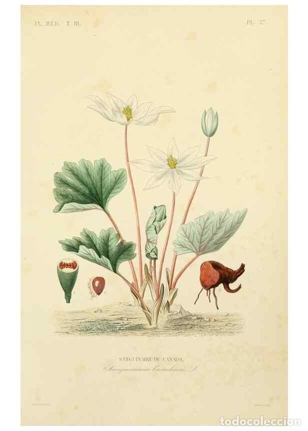 Collezionismo di Riviste e Giornali: Reproducci&oacute;n/Reproduction 49583680342: Le R&egrave;gne v&eacute;g&eacute;tal;. Paris,L. Gu&eacute;rin,1870-72.. - R&eacute;veil, O.