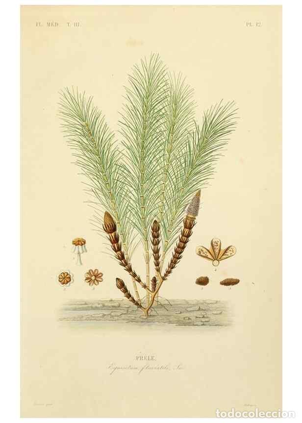 Collezionismo di Riviste e Giornali: Reproducci&oacute;n/Reproduction 49582944098: Le R&egrave;gne v&eacute;g&eacute;tal;. Paris,L. Gu&eacute;rin,1870-72.. - R&eacute;veil, O.