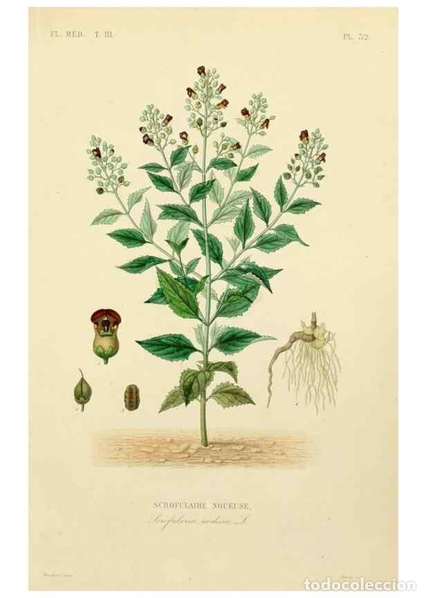 Collezionismo di Riviste e Giornali: Reproducci&oacute;n/Reproduction 49582949823: Le R&egrave;gne v&eacute;g&eacute;tal;. Paris,L. Gu&eacute;rin,1870-72.. - R&eacute;veil, O.