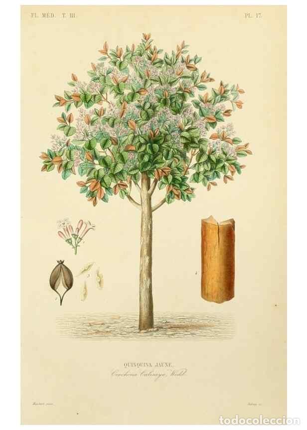 Collezionismo di Riviste e Giornali: Reproducci&oacute;n/Reproduction 49583441001: Le R&egrave;gne v&eacute;g&eacute;tal;. Paris,L. Gu&eacute;rin,1870-72.. - R&eacute;veil, O.