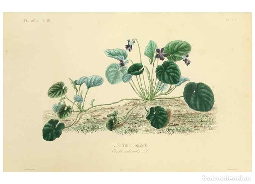 Collezionismo di Riviste e Giornali: Reproducci&oacute;n/Reproduction 49583687067: Le R&egrave;gne v&eacute;g&eacute;tal;. Paris,L. Gu&eacute;rin,1870-72.. - R&eacute;veil, O.