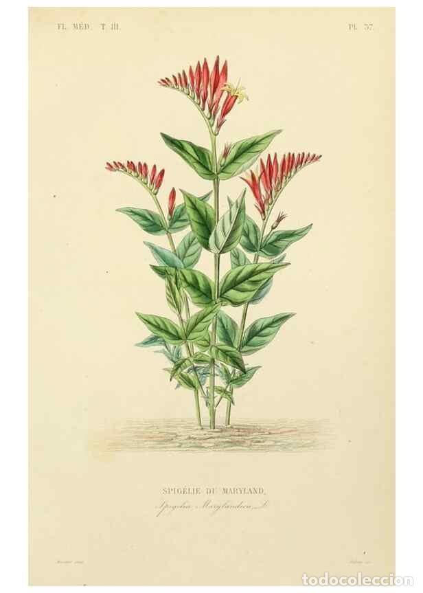 Collezionismo di Riviste e Giornali: Reproducci&oacute;n/Reproduction 49582951463: Le R&egrave;gne v&eacute;g&eacute;tal;. Paris,L. Gu&eacute;rin,1870-72.. - R&eacute;veil, O.