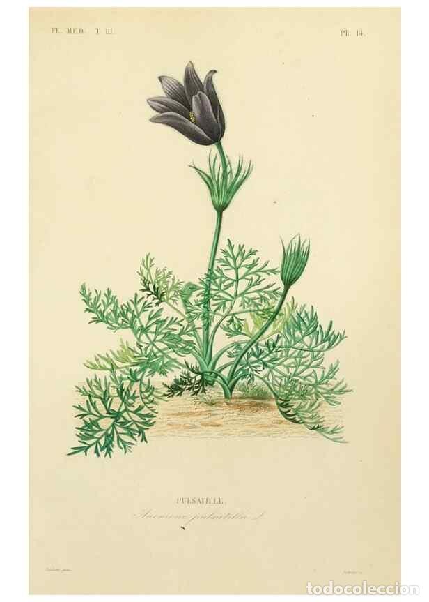 Collezionismo di Riviste e Giornali: Reproducci&oacute;n/Reproduction 49583440366: Le R&egrave;gne v&eacute;g&eacute;tal;. Paris,L. Gu&eacute;rin,1870-72.. - R&eacute;veil, O.