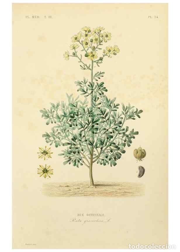 Collezionismo di Riviste e Giornali: Reproducci&oacute;n/Reproduction 49582947318: Le R&egrave;gne v&eacute;g&eacute;tal;. Paris,L. Gu&eacute;rin,1870-72.. - R&eacute;veil, O.