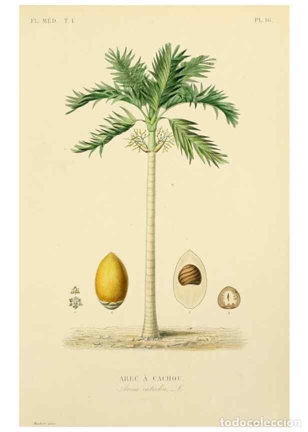 Collezionismo di Riviste e Giornali: Reproducci&oacute;n/Reproduction 49583019213: Le R&egrave;gne v&eacute;g&eacute;tal;. Paris,L. Gu&eacute;rin,1870-72.. - R&eacute;veil, O.