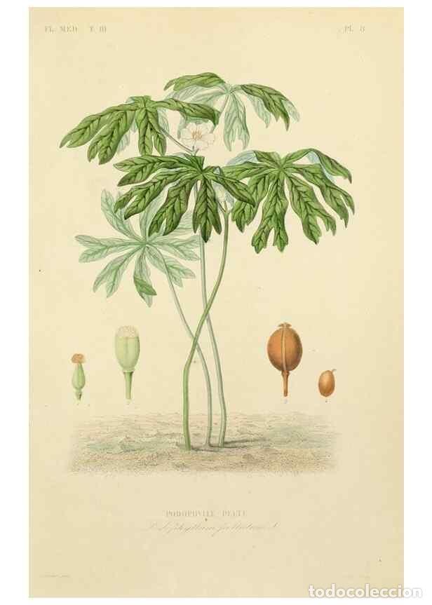 Collezionismo di Riviste e Giornali: Reproducci&oacute;n/Reproduction 49583438511: Le R&egrave;gne v&eacute;g&eacute;tal;. Paris,L. Gu&eacute;rin,1870-72.. - R&eacute;veil, O.