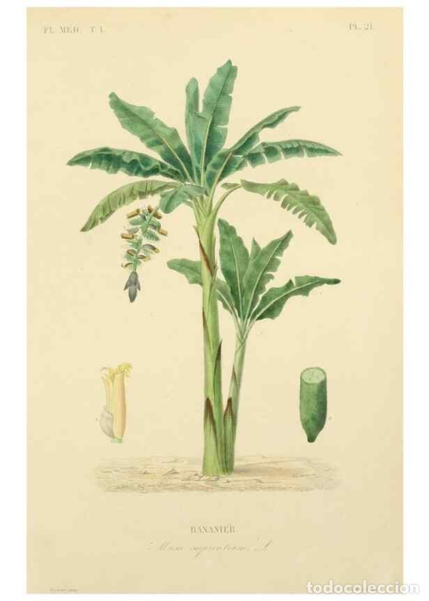 Collezionismo di Riviste e Giornali: Reproducci&oacute;n/Reproduction 49583020918: Le R&egrave;gne v&eacute;g&eacute;tal;. Paris,L. Gu&eacute;rin,1870-72.. - R&eacute;veil, O.