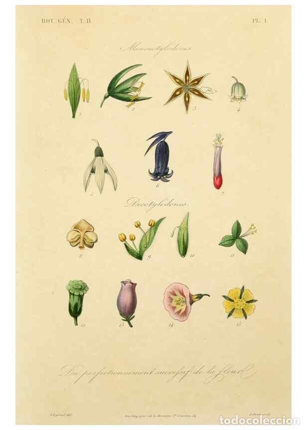 Collezionismo di Riviste e Giornali: Reproducci&oacute;n/Reproduction 49583378661: Le R&egrave;gne v&eacute;g&eacute;tal;. Paris,L. Gu&eacute;rin,1870-72.. - R&eacute;veil, O.