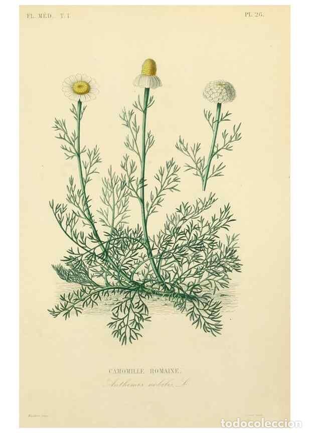 Collection Magazines and Newspapers: Reproducci&oacute;n/Reproduction 49583517586: Le R&egrave;gne v&eacute;g&eacute;tal;. Paris,L. Gu&eacute;rin,1870-72.. - R&eacute;veil, O.