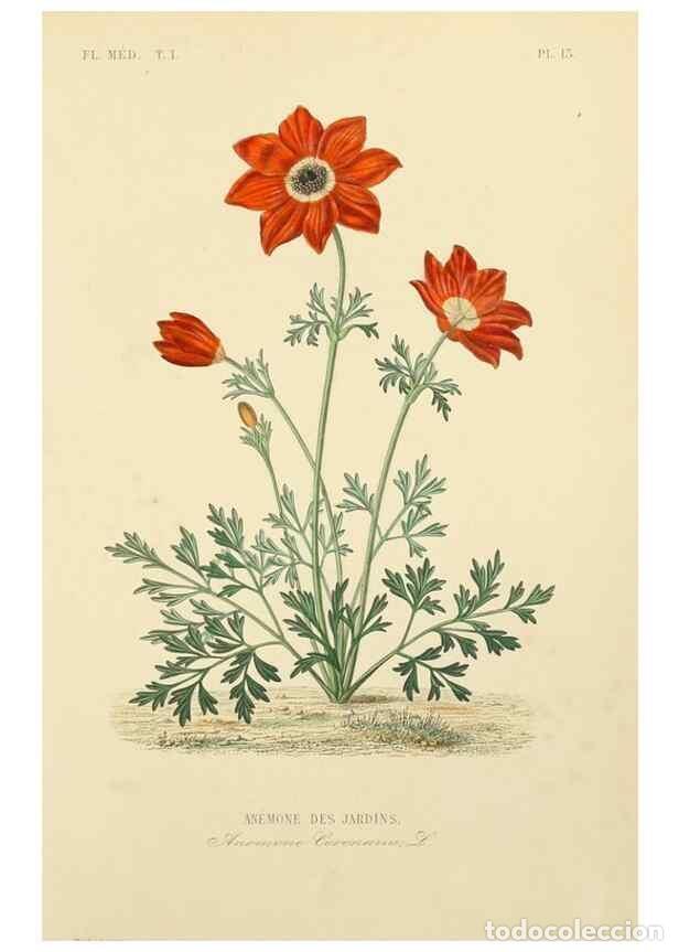 Collection Magazines and Newspapers: Reproducci&oacute;n/Reproduction 49583749187: Le R&egrave;gne v&eacute;g&eacute;tal;. Paris,L. Gu&eacute;rin,1870-72.. - R&eacute;veil, O.