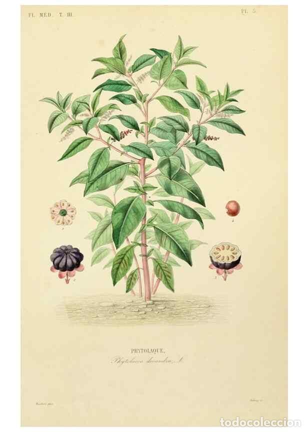 Collection Magazines and Newspapers: Reproducci&oacute;n/Reproduction 49583674777: Le R&egrave;gne v&eacute;g&eacute;tal;. Paris,L. Gu&eacute;rin,1870-72.. - R&eacute;veil, O.