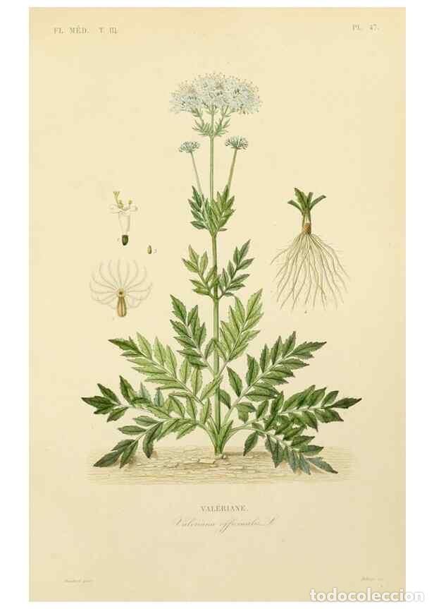 Collection Magazines and Newspapers: Reproducci&oacute;n/Reproduction 49583686562: Le R&egrave;gne v&eacute;g&eacute;tal;. Paris,L. Gu&eacute;rin,1870-72.. - R&eacute;veil, O.